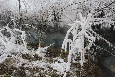 Close-up of frozen bare tree during winter