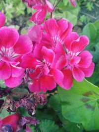 Close-up of flowers blooming outdoors