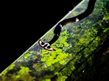 Close-up of butterfly on leaf