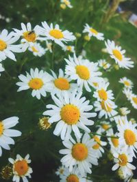 flowering plant