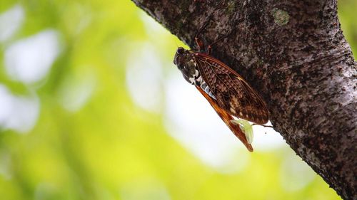 Close-up of insect perching on tree trunk
