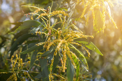 Close-up of fresh green plant