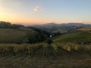 Scenic view of vineyard against sky during sunset