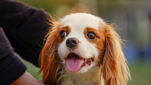 Close-up of dog