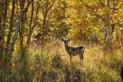 Deer standing in forest