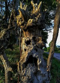 Low angle view of tree trunk in forest