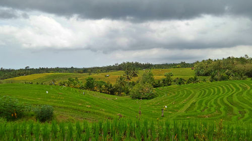 Scenic view of agricultural field against sky