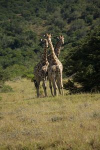 View of giraffe on tree
