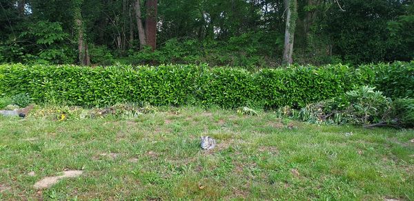 Plants growing on field