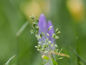 Close-up of purple flowering plant