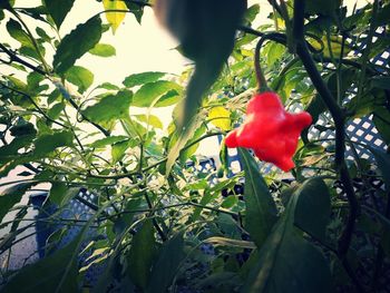 Low angle view of red flower hanging on tree