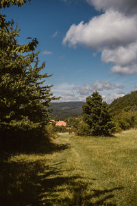 Trees on field against sky