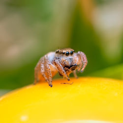 Close up of a jumping spider with prey.
