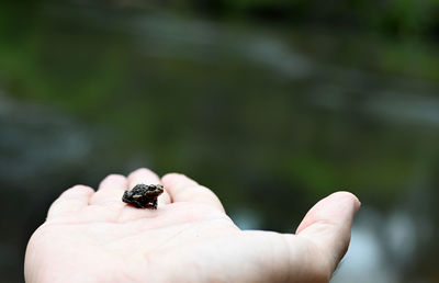 Close-up of hand holding small