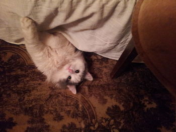 High angle view of cat lying down