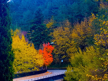 Autumn trees in forest