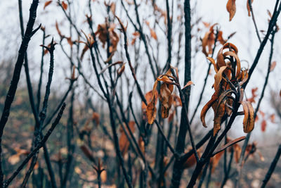 Close-up of bird perching on branch