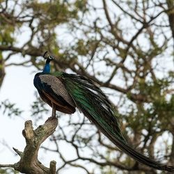 Low angle view of bird perching on tree against sky