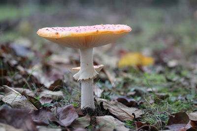 Close-up of mushroom growing on field