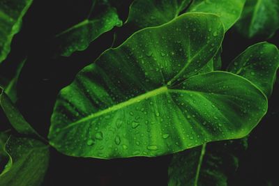 Close-up of wet plant leaves