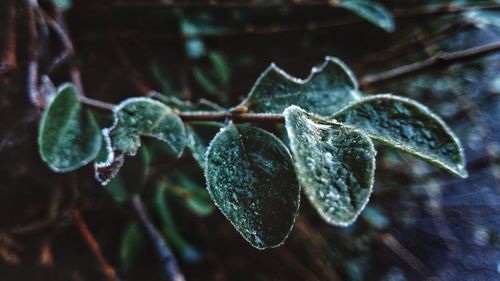 Close-up of water drop hanging on leaf