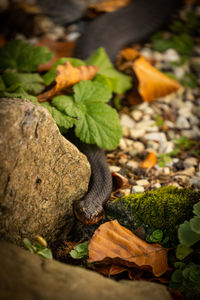 Close-up of leaves on rock