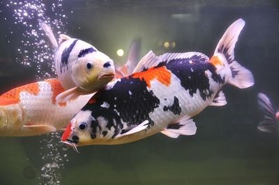 Fish swimming in aquarium