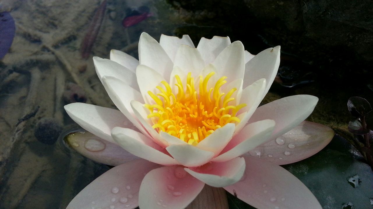 petal, flower, flower head, freshness, water lily, fragility, pond, single flower, lotus water lily, white color, beauty in nature, water, close-up, floating on water, pollen, blooming, nature, growth, high angle view, in bloom