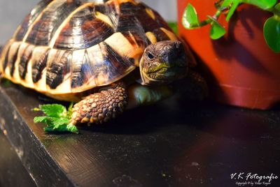 Close-up of turtle in container