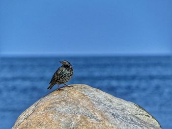 Starling on rock formation against baltic sea