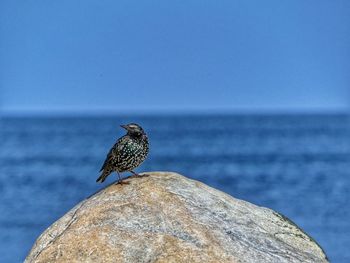 Starling on rock formation against baltic sea