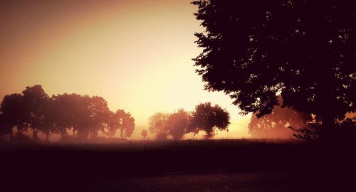 Silhouette of trees on field at sunset