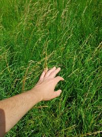 Close-up of hand on grass
