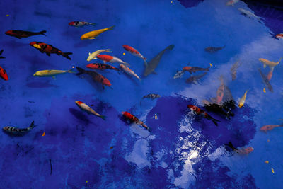 High angle view of fishes swimming in sea