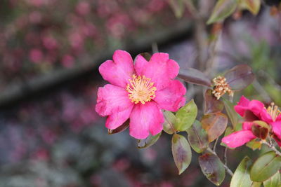 Close-up of pink flowers