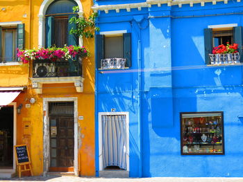 Blue flowers against built structure