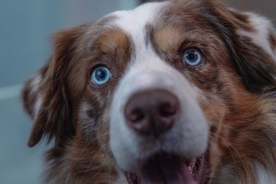 Close-up portrait of a dog