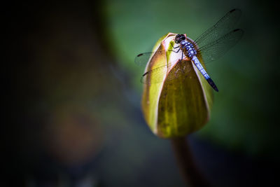 Close-up of dragonfly on water lily bud