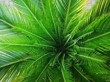 Full frame shot of palm tree leaves