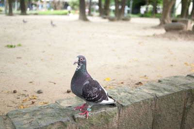 Close-up of pigeon perching on footpath