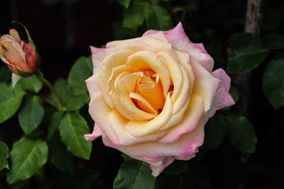 Close-up of rose flower