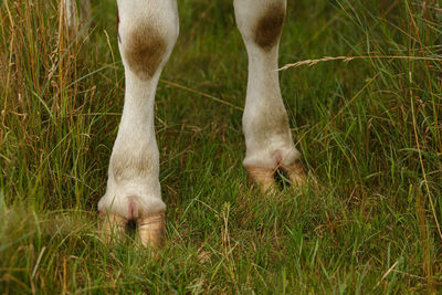 Low section of cow on grass