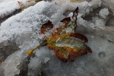 Close up of leaf