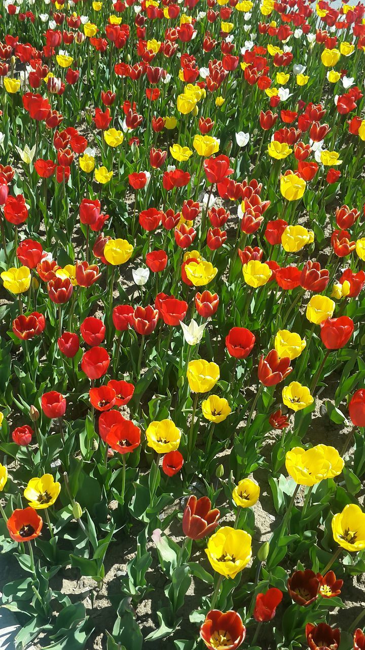 flower, freshness, growth, full frame, fragility, beauty in nature, red, backgrounds, abundance, petal, multi colored, yellow, high angle view, nature, blooming, field, plant, tulip, flower head, in bloom