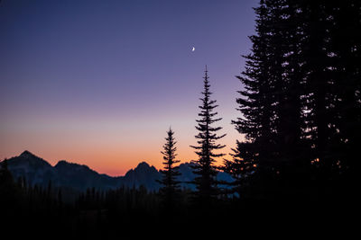 Silhouette of trees at night