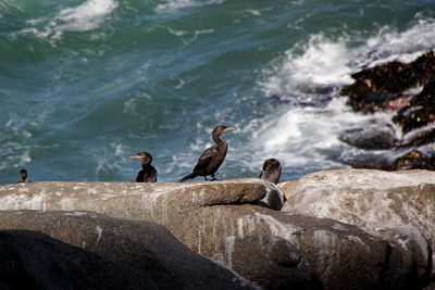 Birds perching on rock in sea