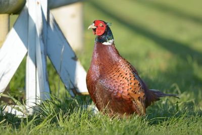 Close-up of rooster on field