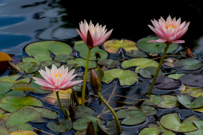 Close-up of lotus water lily in pond