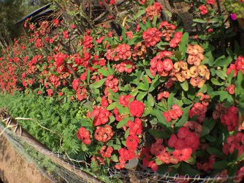 Flowers blooming outdoors