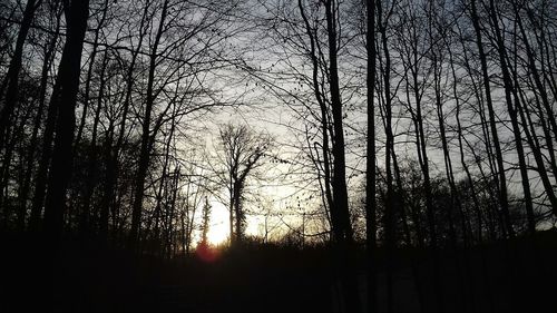 Low angle view of silhouette trees against sky